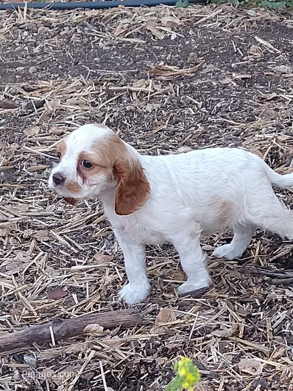 Merrygold – Cocker Spaniel, Cockalier puppy for sale in Arroyo Grande, CA