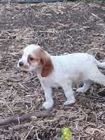 Merrygold, a female Cocker Spaniel and Cockalier for sale in Arroyo Grande, CA – 1 of 6