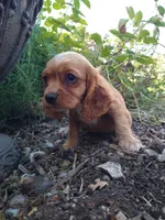 Ginger, a female Cockalier for sale in Arroyo Grande, CA – 2 of 9