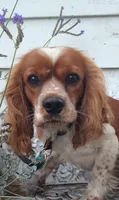 Bo, a male Cocker Spaniel and Cockalier for sale in Arroyo Grande, CA – 9 of 10