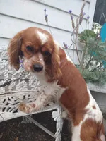 Merrygold, a female Cocker Spaniel and Cockalier for sale in Arroyo Grande, CA – 7 of 8