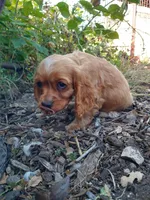 Ginger, a female Cockalier for sale in Arroyo Grande, CA – 9 of 9