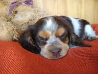 Cocoa, a male Cockalier for sale in Arroyo Grande, CA – 3 of 10