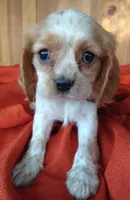 Buttercup , a female Cockalier for sale in Arroyo Grande, CA – 4 of 9