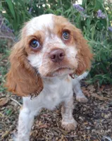 Honey, a female Cockalier for sale in Arroyo Grande, CA – 2 of 7