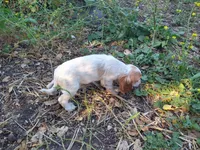 Merrygold, a female Cocker Spaniel and Cockalier for sale in Arroyo Grande, CA – 5 of 6