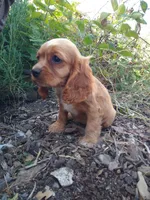 Ginger, a female Cockalier for sale in Arroyo Grande, CA – 3 of 9