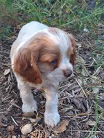 Bo, a male Cocker Spaniel and Cockalier for sale in Arroyo Grande, CA – 8 of 10