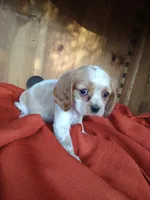Buttercup , a female Cockalier for sale in Arroyo Grande, CA – 9 of 9