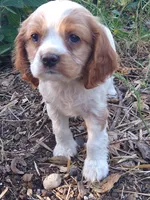 Bo, a male Cocker Spaniel and Cockalier for sale in Arroyo Grande, CA – 4 of 10