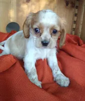 Buttercup , a female Cockalier for sale in Arroyo Grande, CA – 8 of 9