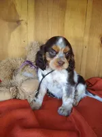 Cocoa, a male Cockalier for sale in Arroyo Grande, CA – 8 of 10
