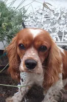Merrygold, a female Cocker Spaniel and Cockalier for sale in Arroyo Grande, CA – 6 of 8