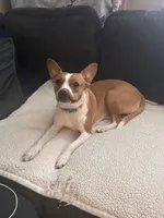 Ruby Sue, a female Boston Terrier and Chihuahua for sale in Maroa, IL – 2 of 4