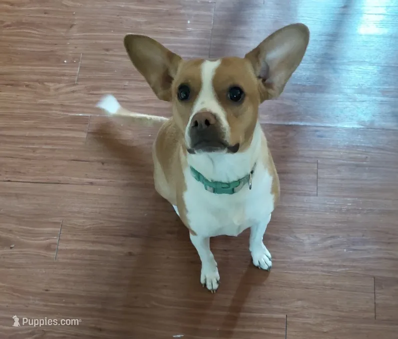 Ruby Sue – Boston Terrier, Chihuahua puppy for sale in Maroa, IL