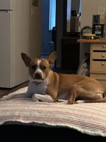 Ruby Sue, a female Boston Terrier and Chihuahua for sale in Maroa, IL – 4 of 4