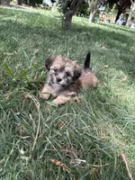 Candy , a female Shih Tzu for sale in Elk Grove, CA – 1 of 3