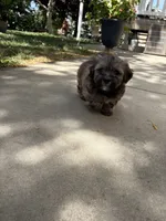 Baby Boy, a male Shih Tzu for sale in Elk Grove, CA – 2 of 3