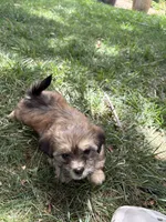 Candy , a female Shih Tzu for sale in Elk Grove, CA – 2 of 3