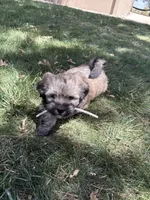 Baby Boy, a male Shih Tzu for sale in Elk Grove, CA – 1 of 3
