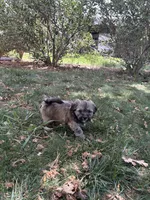 Baby Boy, a male Shih Tzu for sale in Elk Grove, CA – 3 of 3