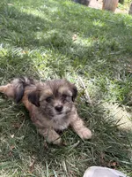 Candy , a female Shih Tzu for sale in Elk Grove, CA – 3 of 3