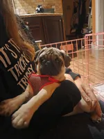 Zoey, a female Pug for sale in Cleveland, OH – 6 of 6