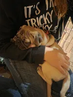 Zoey, a female Pug for sale in Cleveland, OH – 4 of 6
