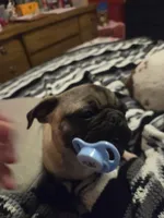 Zoey, a female Pug for sale in Cleveland, OH – 2 of 6