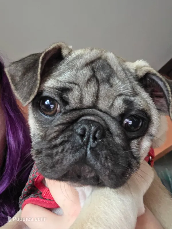 Zoey – Pug puppy for sale in Cleveland, OH