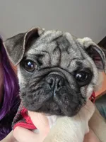 Zoey, a female Pug for sale in Cleveland, OH – 1 of 6