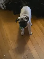Zoey, a female Pug for sale in Cleveland, OH – 5 of 6