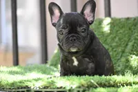SHORTY, a female French Bulldog for sale in San Pablo, CA – Photo 1 of 4