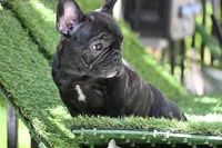 SHORTY, a female French Bulldog for sale in San Pablo, CA – Photo 2 of 4