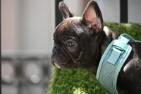 SHORTY, a female French Bulldog for sale in San Pablo, CA – Photo 3 of 4