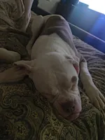 Chloe, a female American Bulldog for sale in Clarksville, TN – 3 of 10