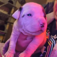 Diamond, a female American Bulldog for sale in Clarksville, TN – Photo 2 of 6