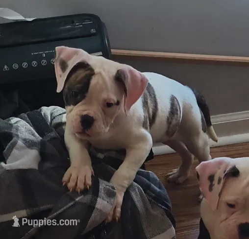 processed/b02efdc1-394e-461a-bcf8-8e6caa922e7a/listing/1d3e7171-8bca-489d-9c8d-5b42462b4595/b127897e-f1ec-40d9-a142-8531bf01adec