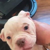 Chloe, a female American Bulldog for sale in Clarksville, TN – Photo 4 of 6