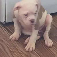 Chloe, a female American Bulldog for sale in Clarksville, TN – Photo 2 of 6