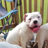 Duke, a male American Bulldog for sale in Clarksville, TN – Photo 4 of 8