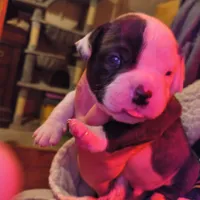Ace, a male American Bulldog for sale in Clarksville, TN – Photo 2 of 6