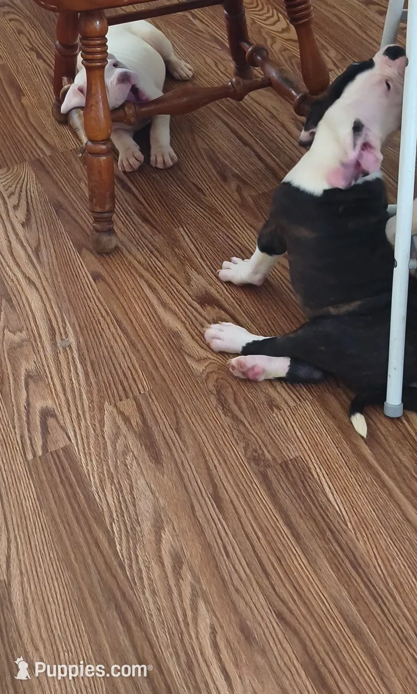 processed/b02efdc1-394e-461a-bcf8-8e6caa922e7a/listing/732ba8e0-0c67-4f37-a51e-b3a824d85752/881f29b0-9490-4d36-b439-ec09fb941bee