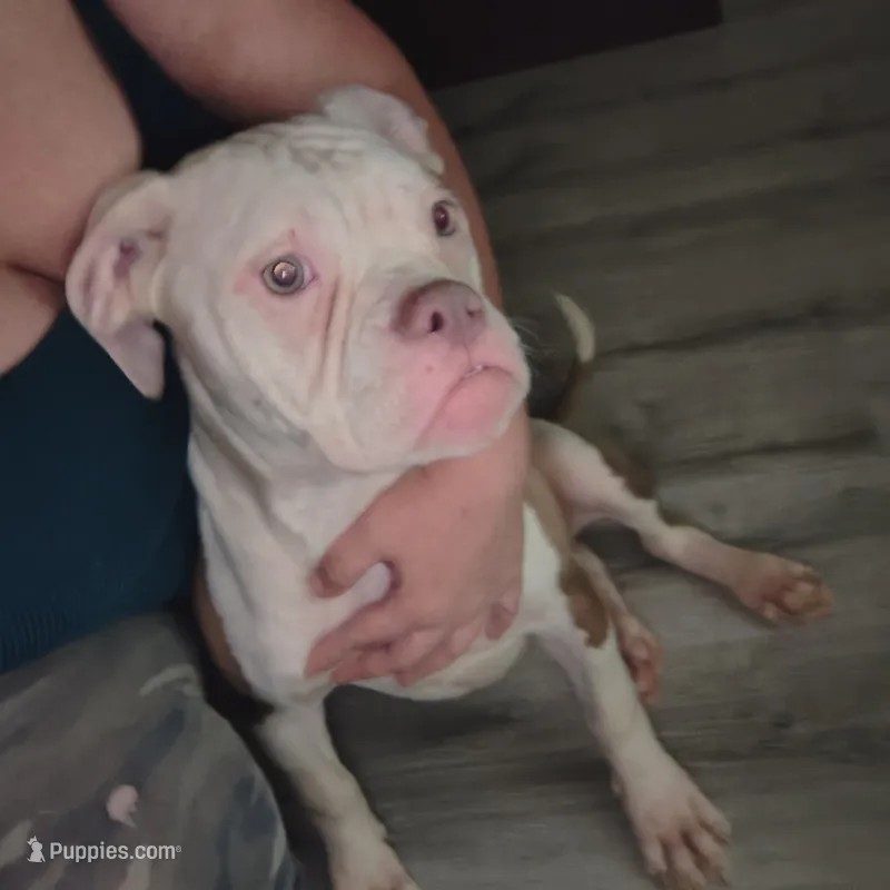 Chloe – American Bulldog puppy for sale in Clarksville, TN