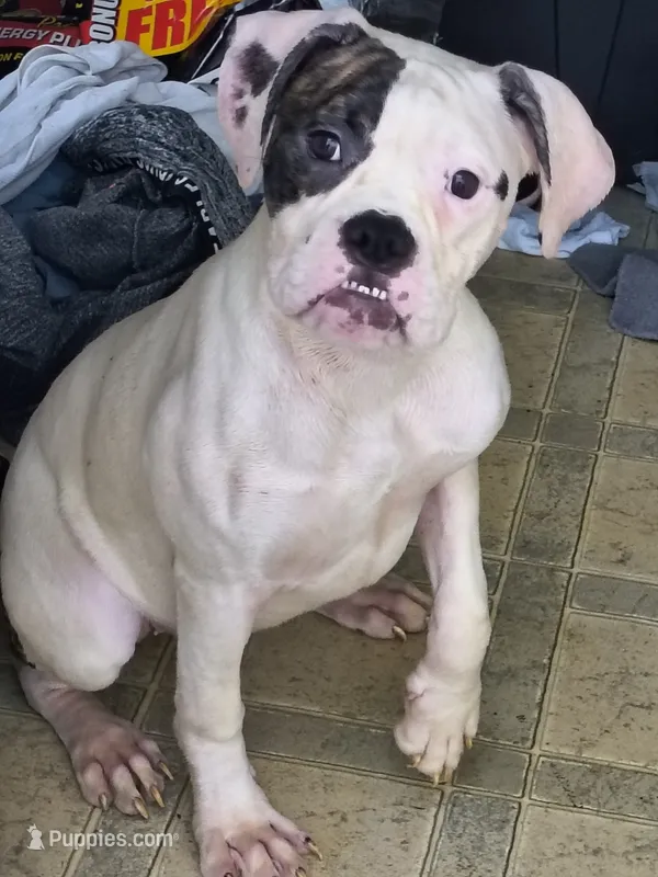 Diamond – American Bulldog puppy for sale in Clarksville, TN