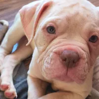 Snow, a female American Bulldog for sale in Clarksville, TN – Photo 1 of 5