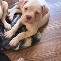 Snow, a female American Bulldog for sale in Clarksville, TN – Photo 3 of 5