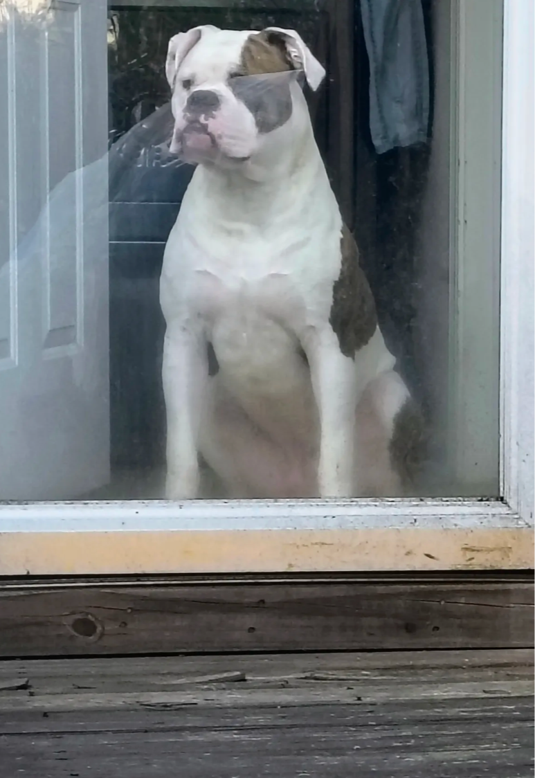 Snow, a female American Bulldog for sale in Clarksville, TN – Photo 5 of 5
