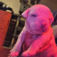 Snow, a female American Bulldog for sale in Clarksville, TN – Photo 2 of 5