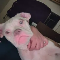 Chloe, a female American Bulldog for sale in Clarksville, TN – 2 of 8